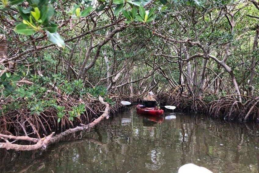 Sarasota Guided Mangrove Tunnel Kayak Tour 1