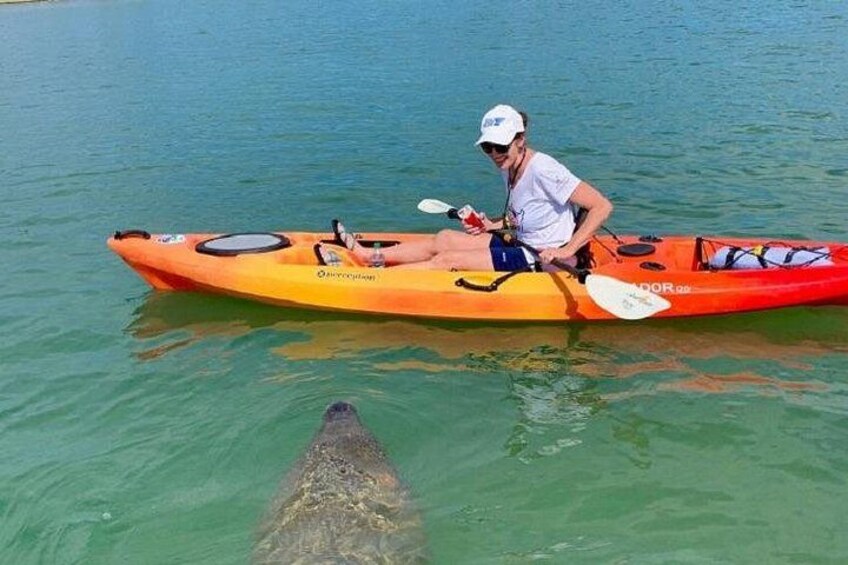 Sarasota Guided Mangrove Tunnel Kayak Tour 4