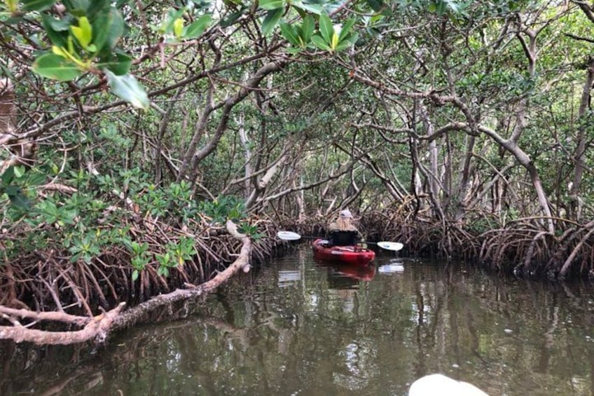 Sarasota Guided Mangrove Tunnel Kayak Tour 1