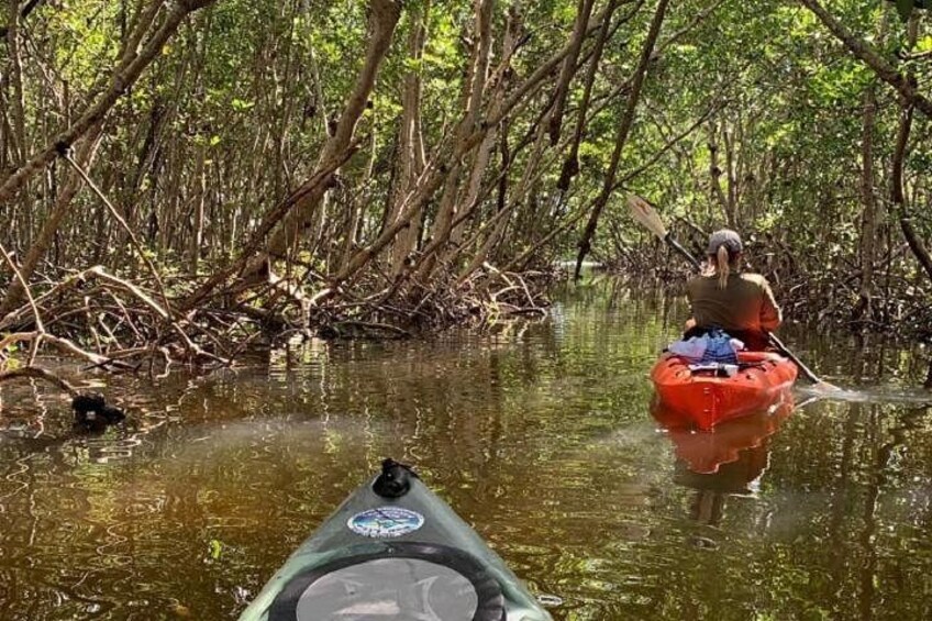 Sarasota Guided Mangrove Tunnel Kayak Tour 2