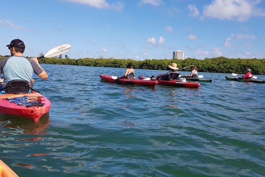Sarasota Guided Mangrove Tunnel Kayak Tour 3