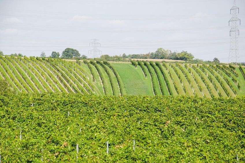 Browse the vineyards 3