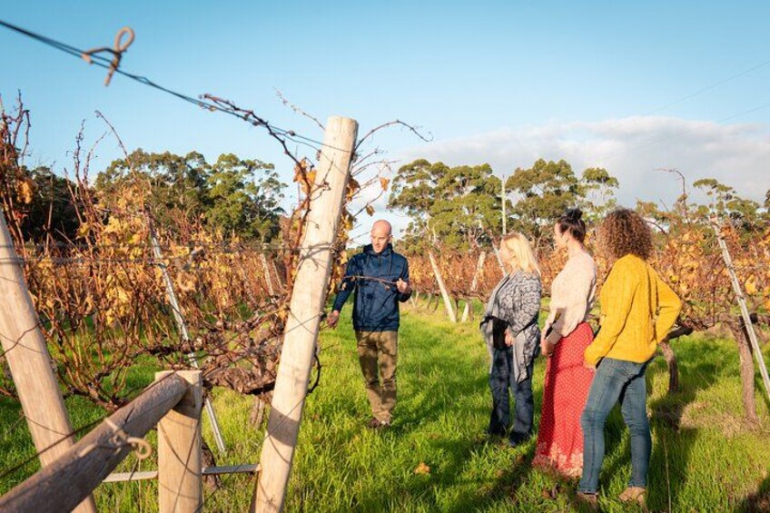Un vignoble avec des rangs de vignes et un groupe de personnes debout dans l’herbe. 2