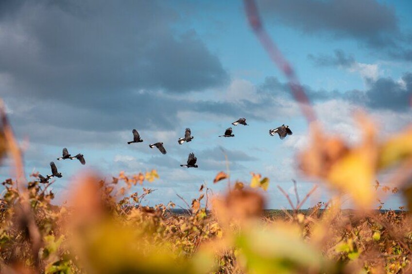 Een groep vogels vliegt over een veld onder een bewolkte lucht. 2