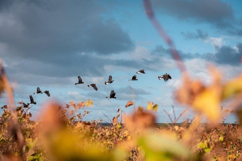 Hidden Gems of Margaret River: Wine, Italian Lunch & Emu Feeding 4