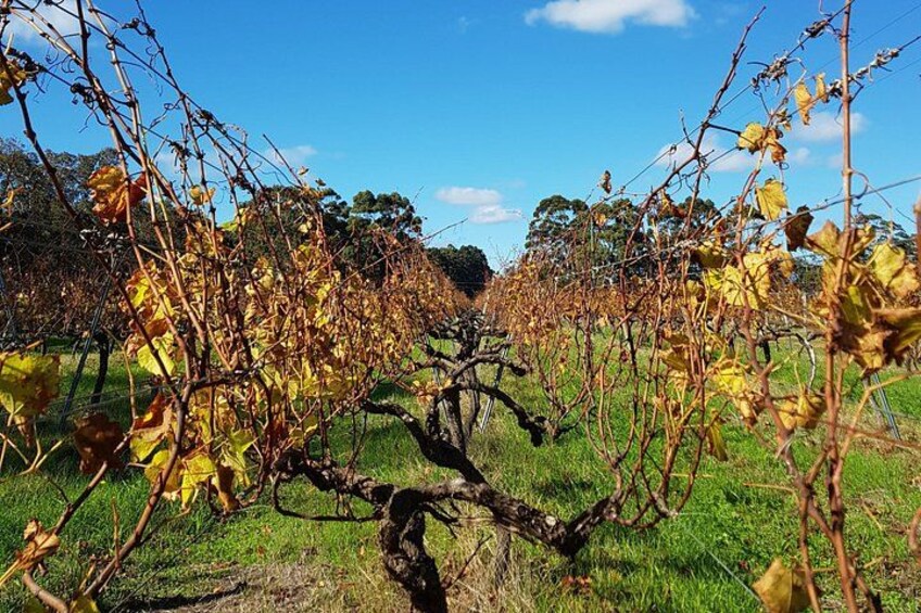 A close look at the vines... In this case, in autumn 3
