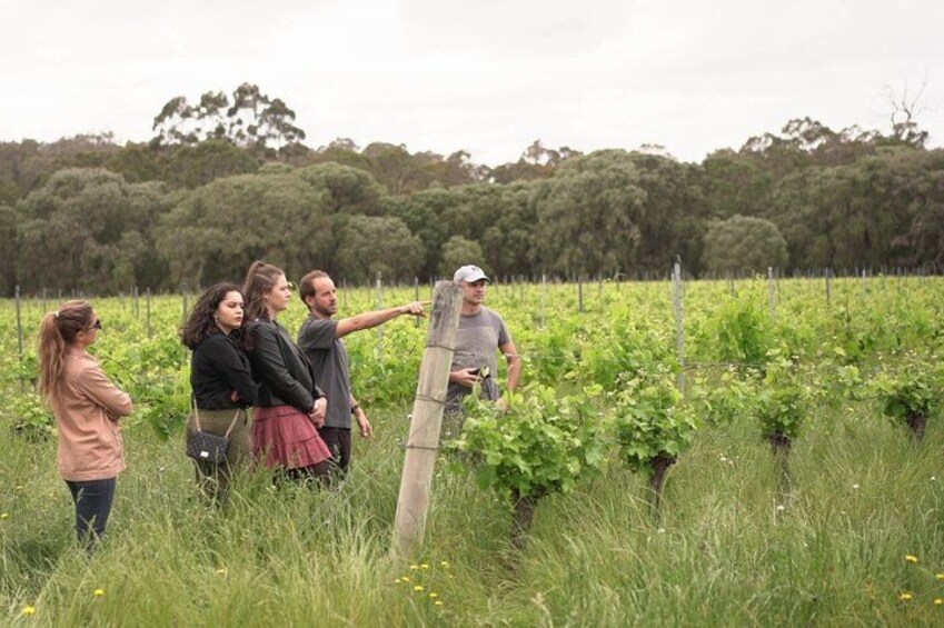 Hidden Gems of Margaret River: Wine, Italian Lunch & Emu Feeding 2