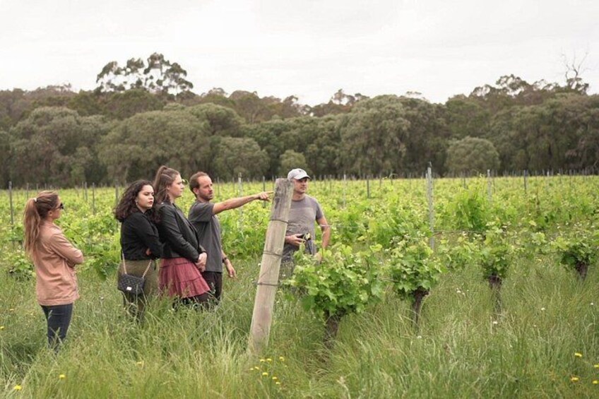 Hidden Gems of Margaret River: Wine, Italian Lunch & Emu Feeding 2