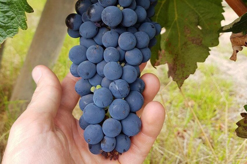 Learn all the details about wine making 3