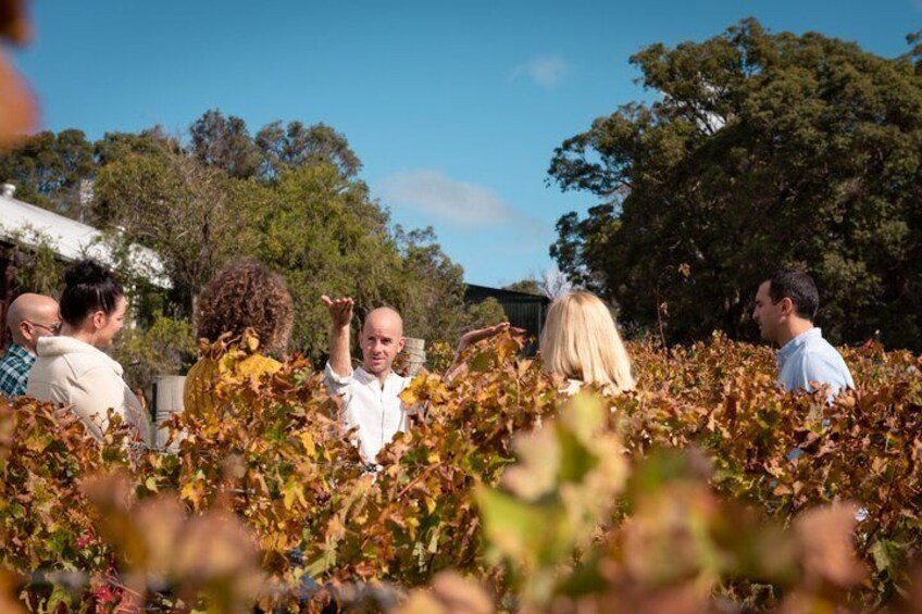 Margaret River Small-Group Curated Wine, Coffee, Lunch & Forest 4