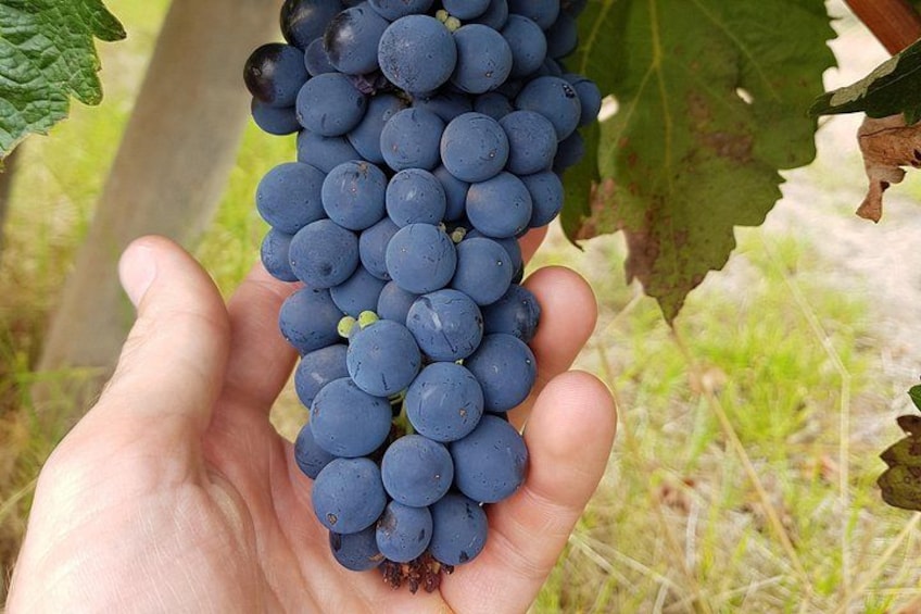 Una mano sosteniendo un racimo de uvas moradas oscuras. 4