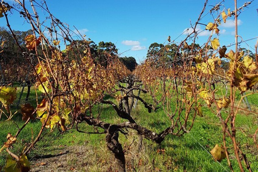 Viñedo con hileras de parras y algunas hojas caídas. 2