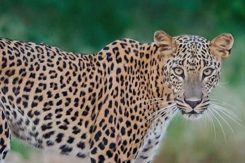 Un leopardo con un pelaje moteado y una mirada intensa. 1