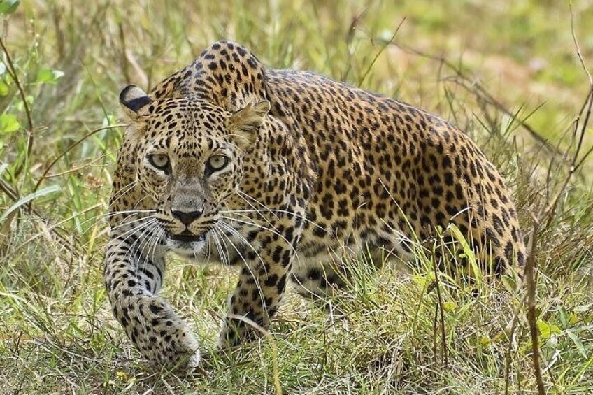 Un leopardo en una zona cubierta de hierba. 5