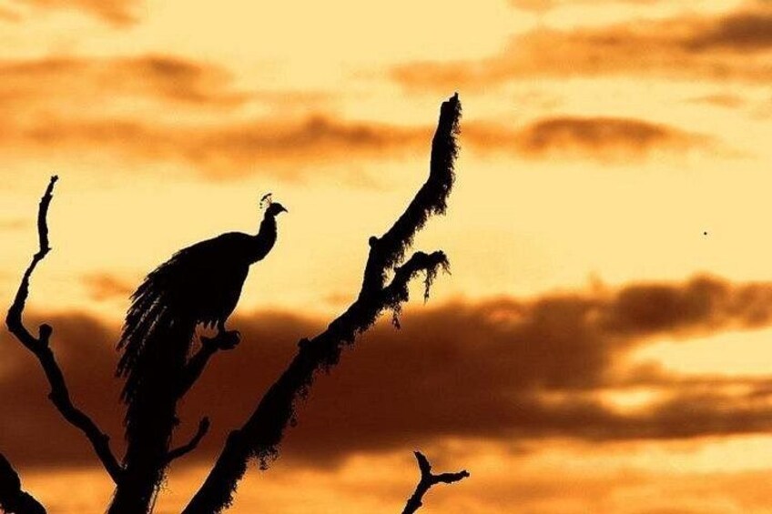Un buitre posado en una rama de árbol contra un cielo al atardecer. 4