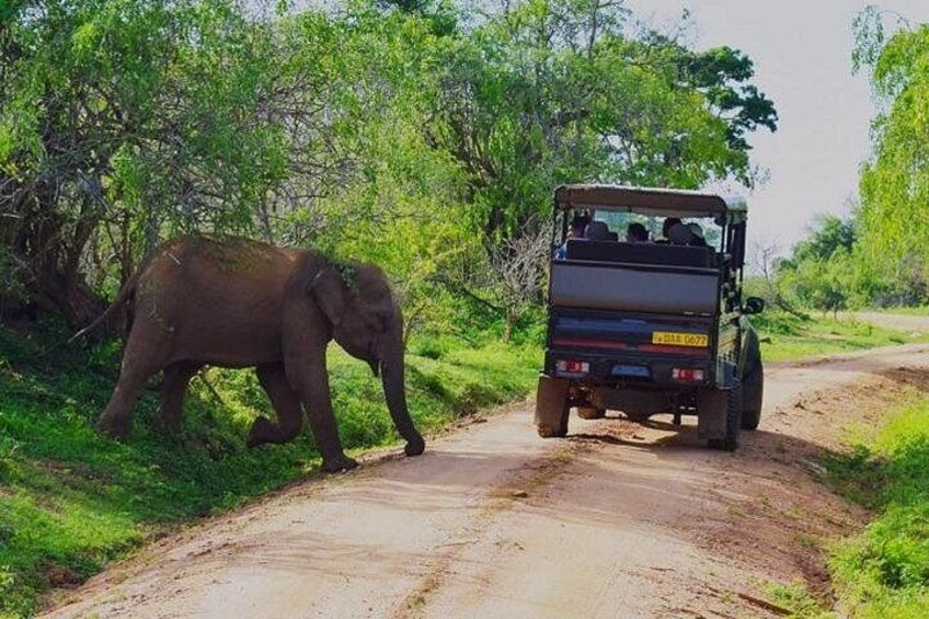 Un elefante caminando junto a un camino de tierra con un vehículo. 2