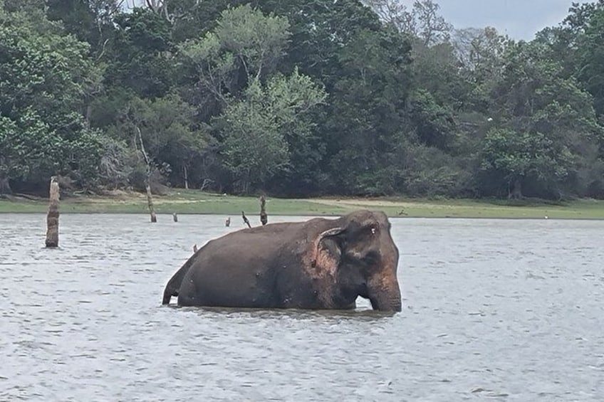 From Ella to Yala: Cooking Class, Kayaking & Cultural exchange 5