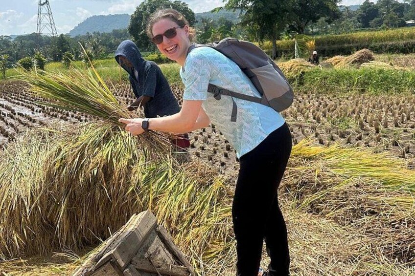 Two people harvesting crops in a field with a rural landscape in the background. 4
