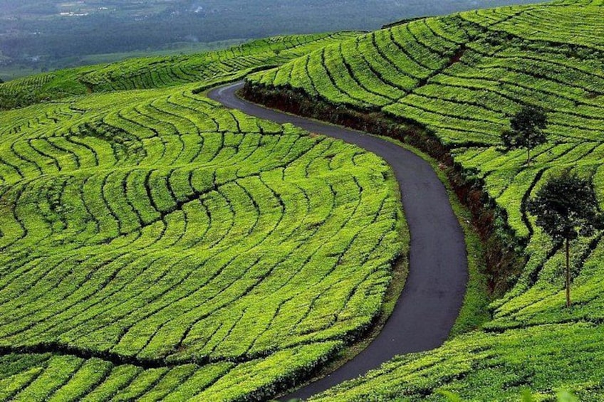 A winding road through terraced tea fields. 5