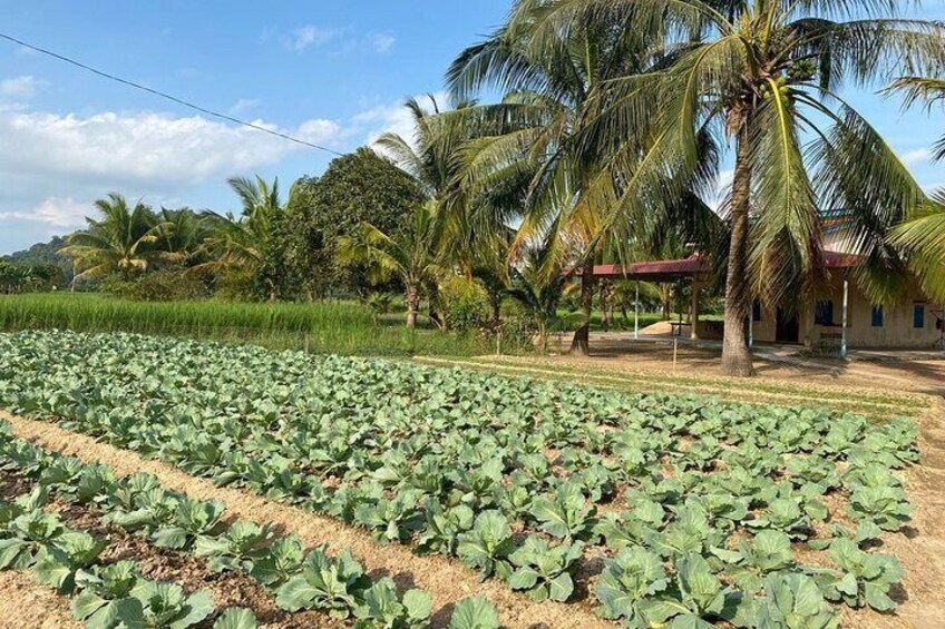 Full Day Pepper Farm Adventure by Scooter