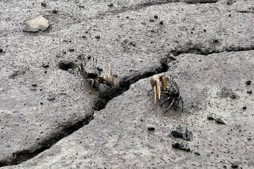A cracked ground with two crabs on it. 5