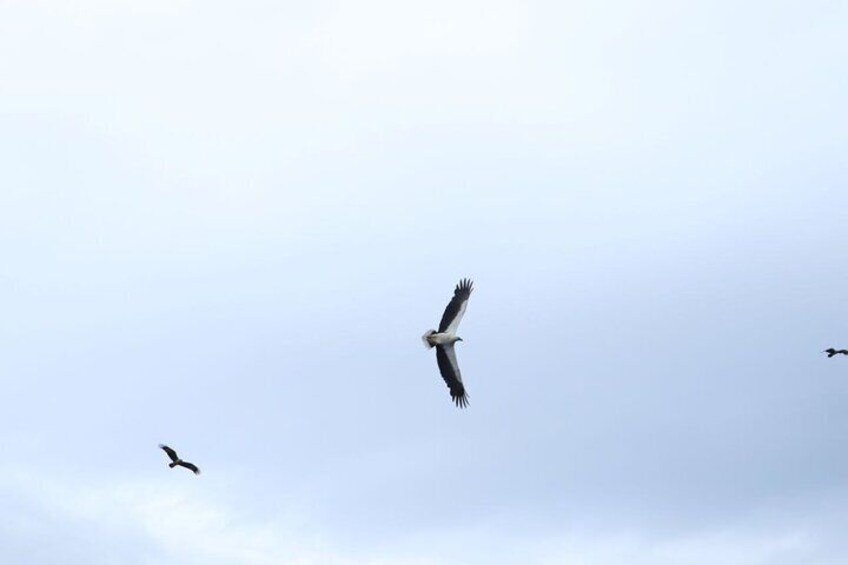 Three birds flying in the sky. 2