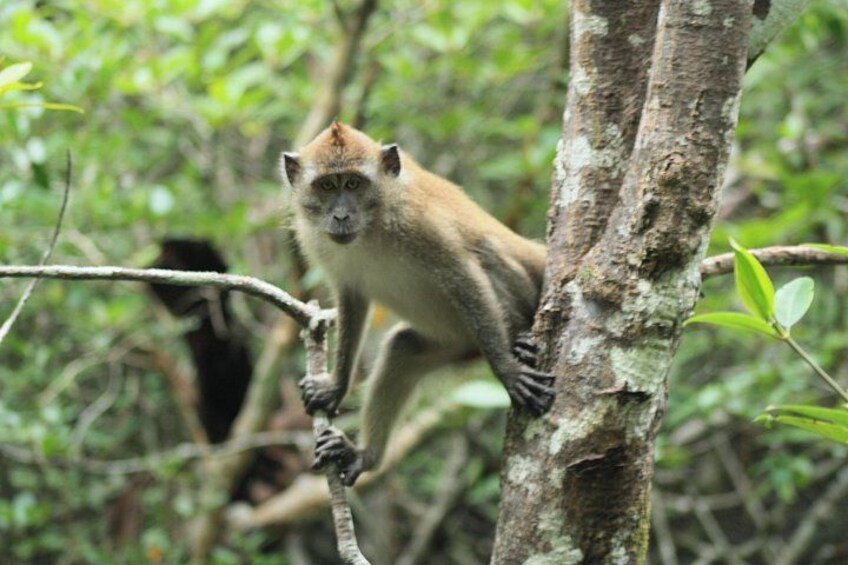 A monkey climbing a tree in a forest. 4