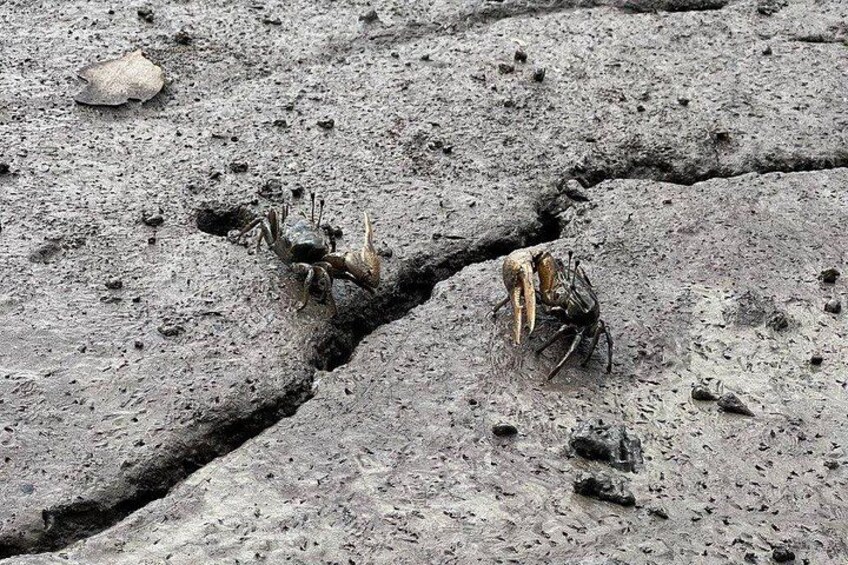 A cracked ground surface with two crabs. 3