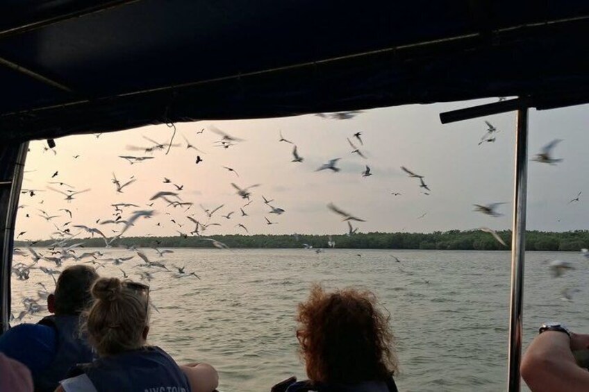 Sea Eagles+Fireflies+Glow Plankton from Kuala Lumpur 4