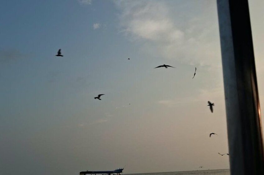 Sea Eagles+Fireflies+Glow Plankton from Kuala Lumpur 5