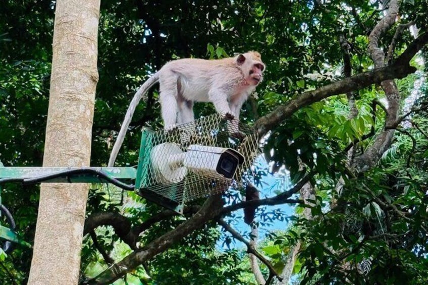 Ubud Highlights: Monkey Forest, Rice Terrace, Tirta Empul Temple 4