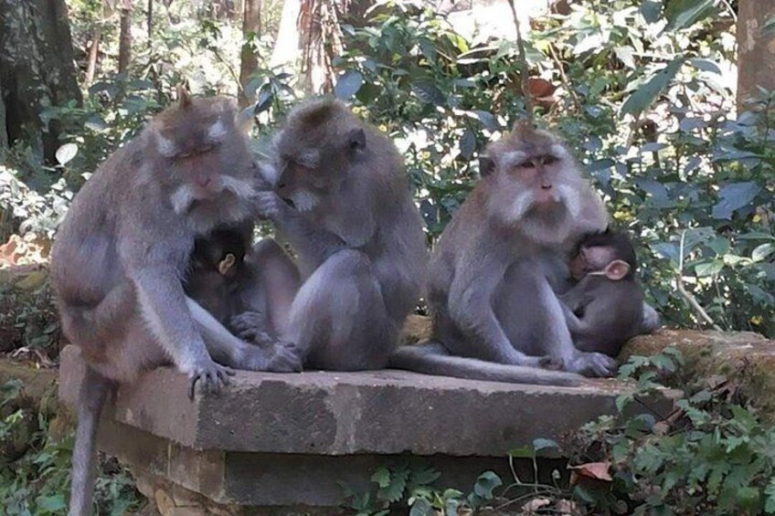 Ubud Highlights: Monkey Forest, Rice Terrace, Tirta Empul Temple 2