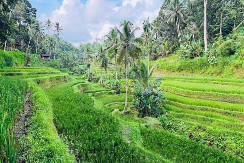 Ubud Highlights: Monkey Forest, Rice Terrace, Tirta Empul Temple 2