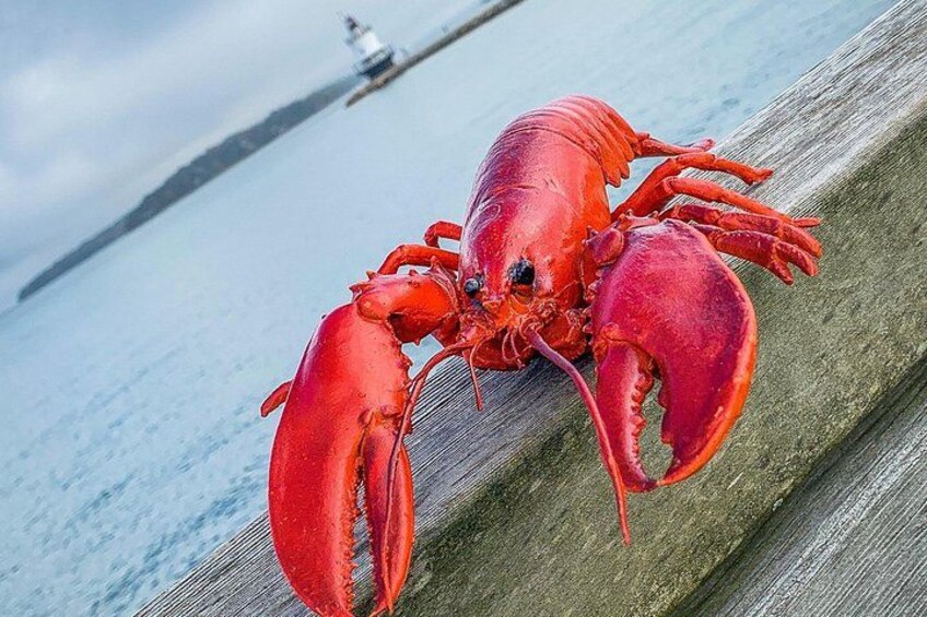 Johnny the lobster out exploring! 3