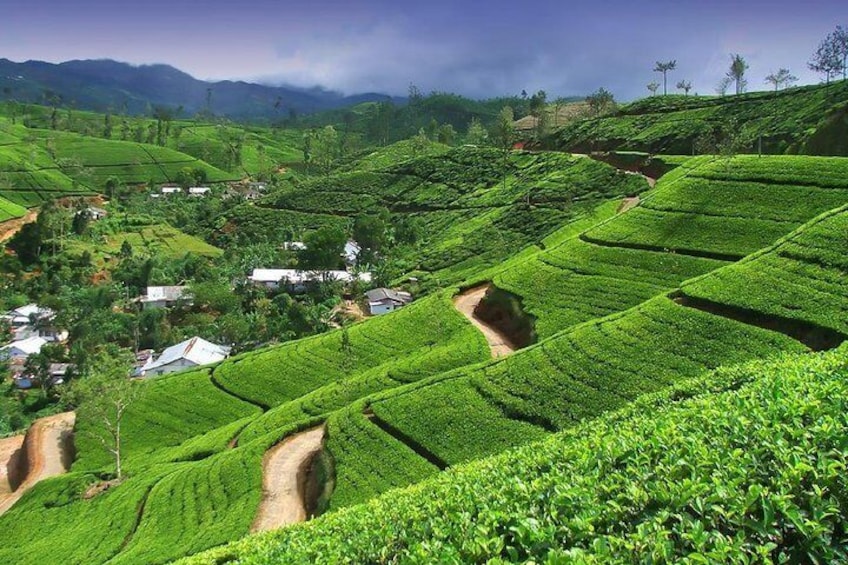 Tea Factory Tour - ASY Tours