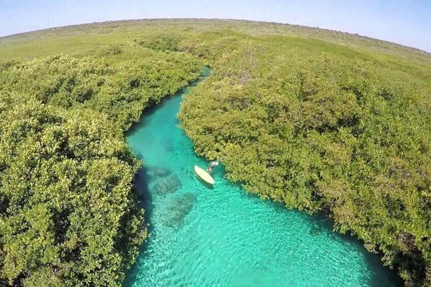 Un río serpenteando a través de un bosque de manglares. 3