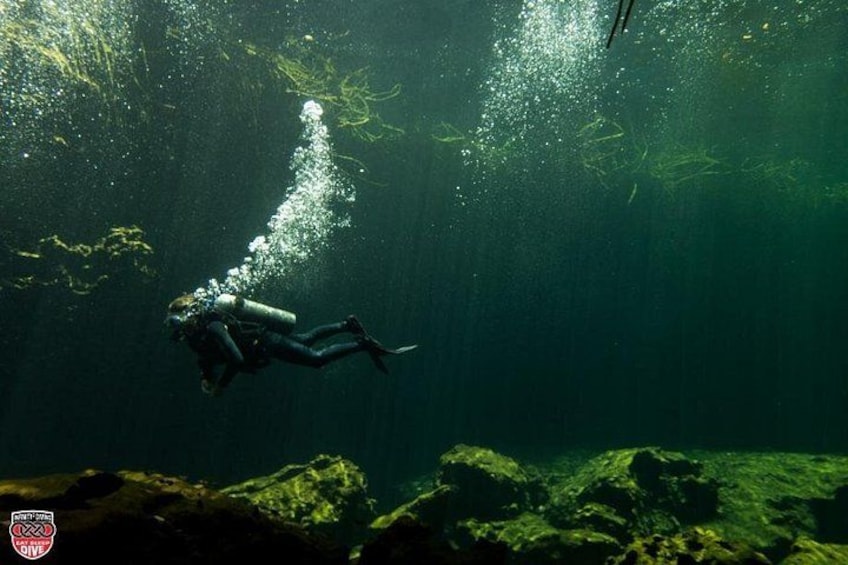 Un buceador bajo el agua, rodeado de rocas y plantas acuáticas. 5
