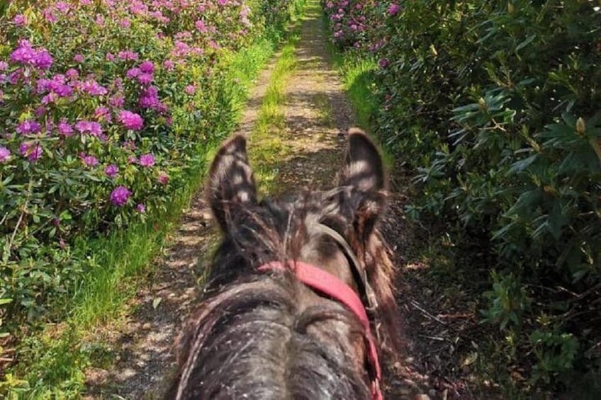 A horse's back and head from behind, walking on a path surrounded by greenery and pink flowers. 2