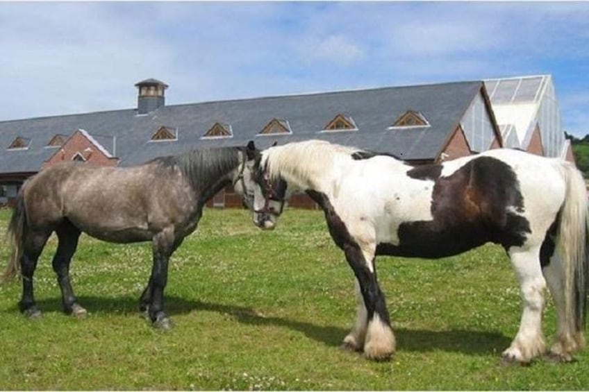 Two horses standing in a grassy field with a barn in the background. 1