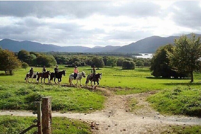 Killarney National Park Horseback Ride. Co Kerry. Guided. 3 hours. 3