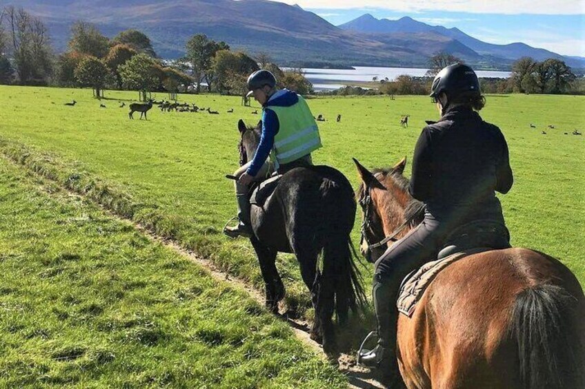 Killarney National Park Horseback Ride. Co Kerry. Guided. 3 hours. 4