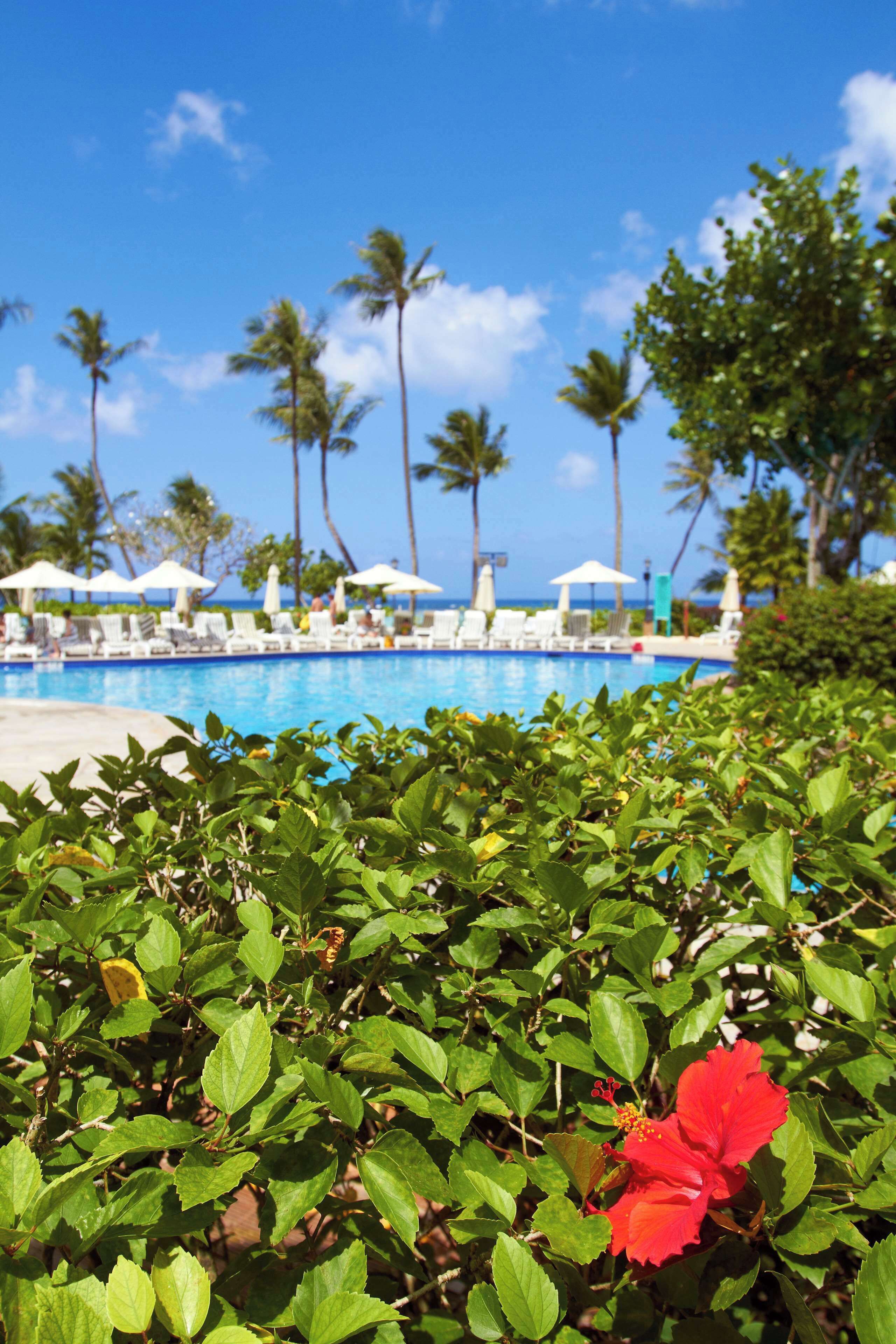 Un área de piscina con sillones de descanso y sombrillas, rodeada de palmeras y follaje.