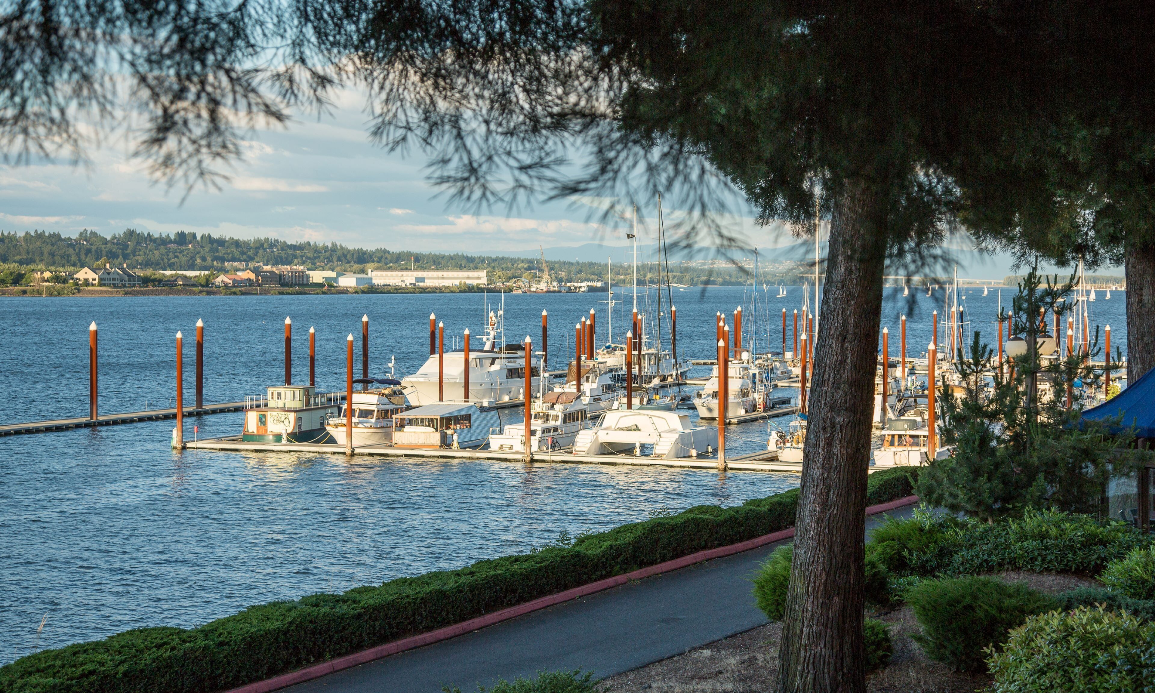 A marina with boats docked, a clear sky, and a tree in the foreground.
