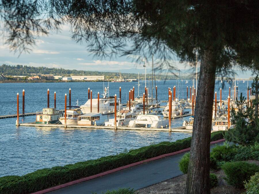 A marina with boats docked, a clear sky, and a tree in the foreground.