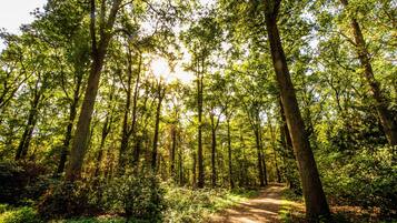 A forest path surrounded by tall trees and dense foliage.