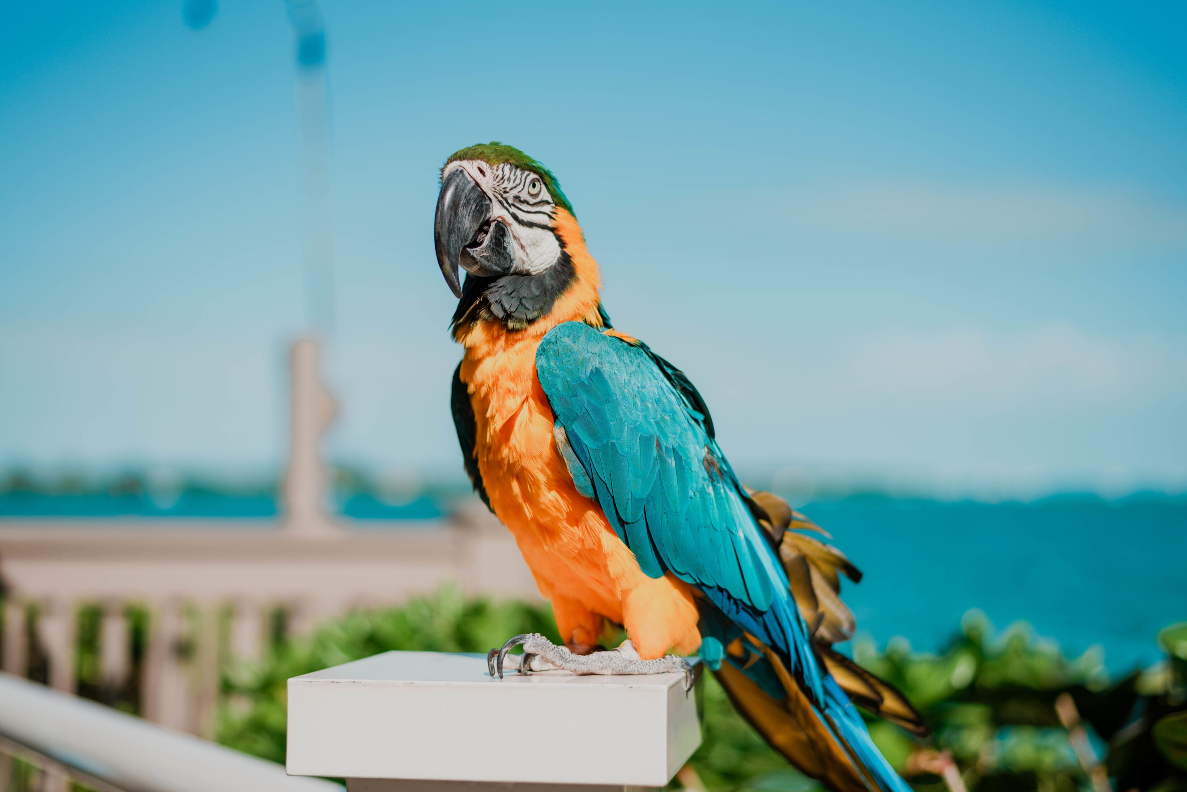 A parrot perched on a white ledge with a clear blue sky and distant landscape in the background.