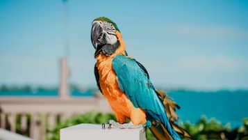 A parrot perched on a white ledge with a clear blue sky and distant landscape in the background.