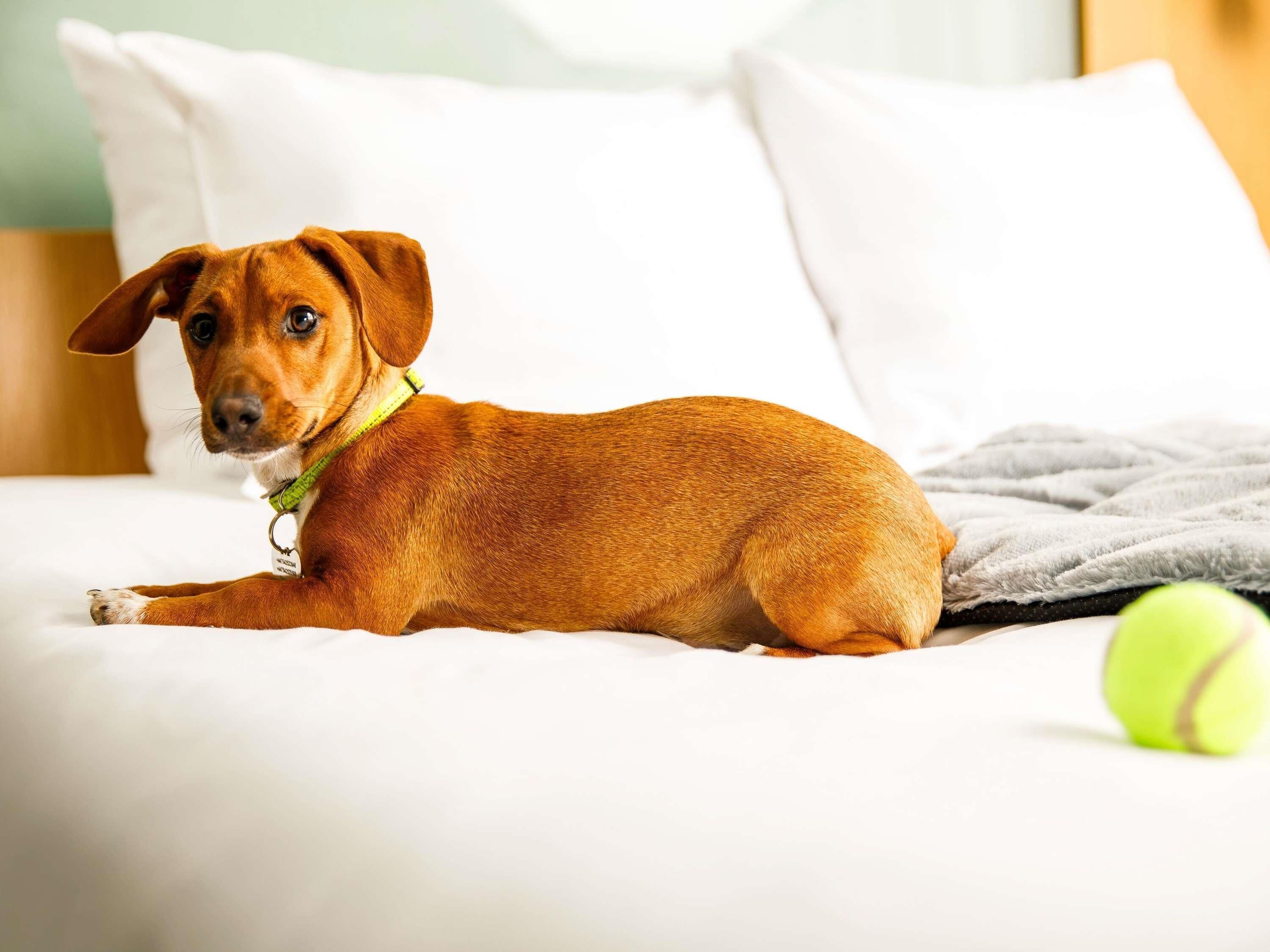 Photo - The Harlow Hotel By AccorHotels