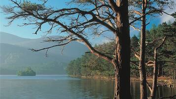 Un árbol grande junto a un lago tranquilo con cielo despejado.