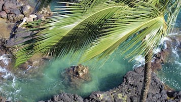 A palm tree with clear water flowing around its base.